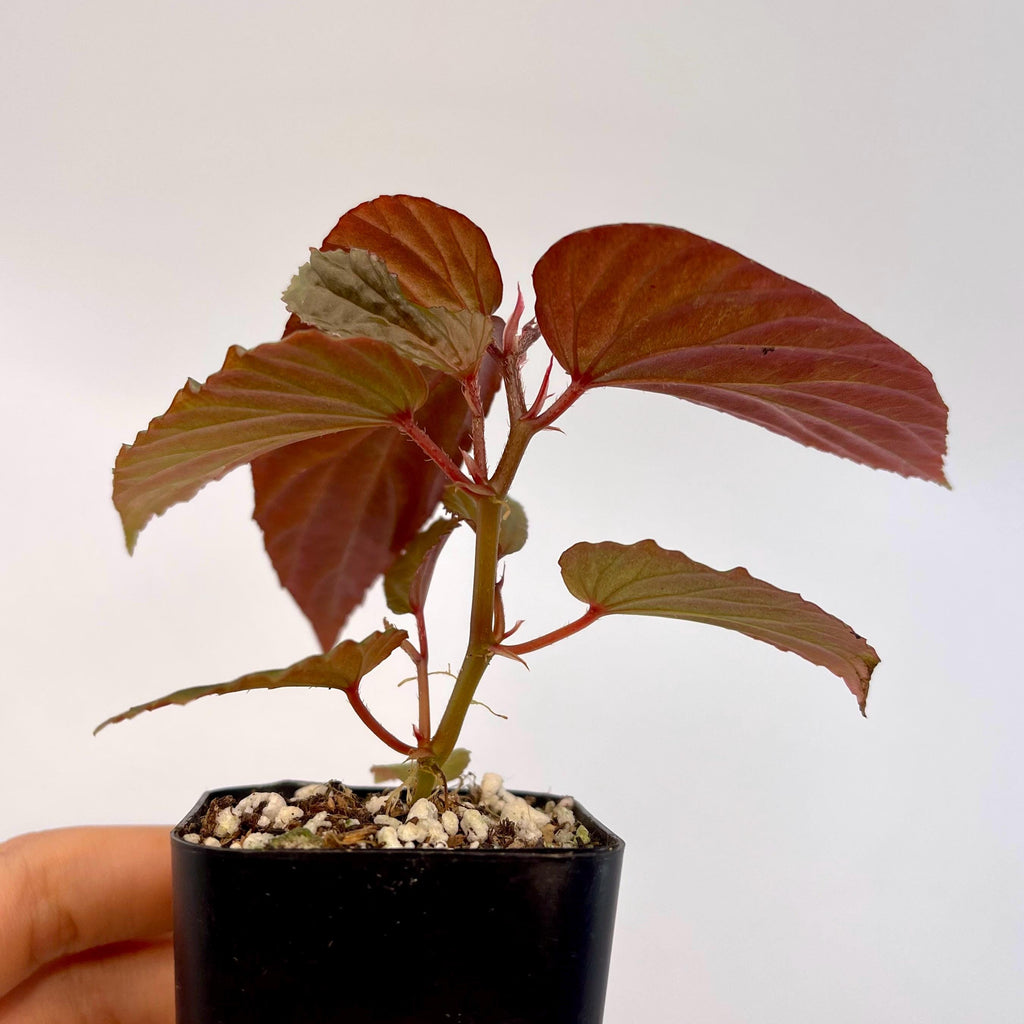 Begonia Botanicaz 120 V.2