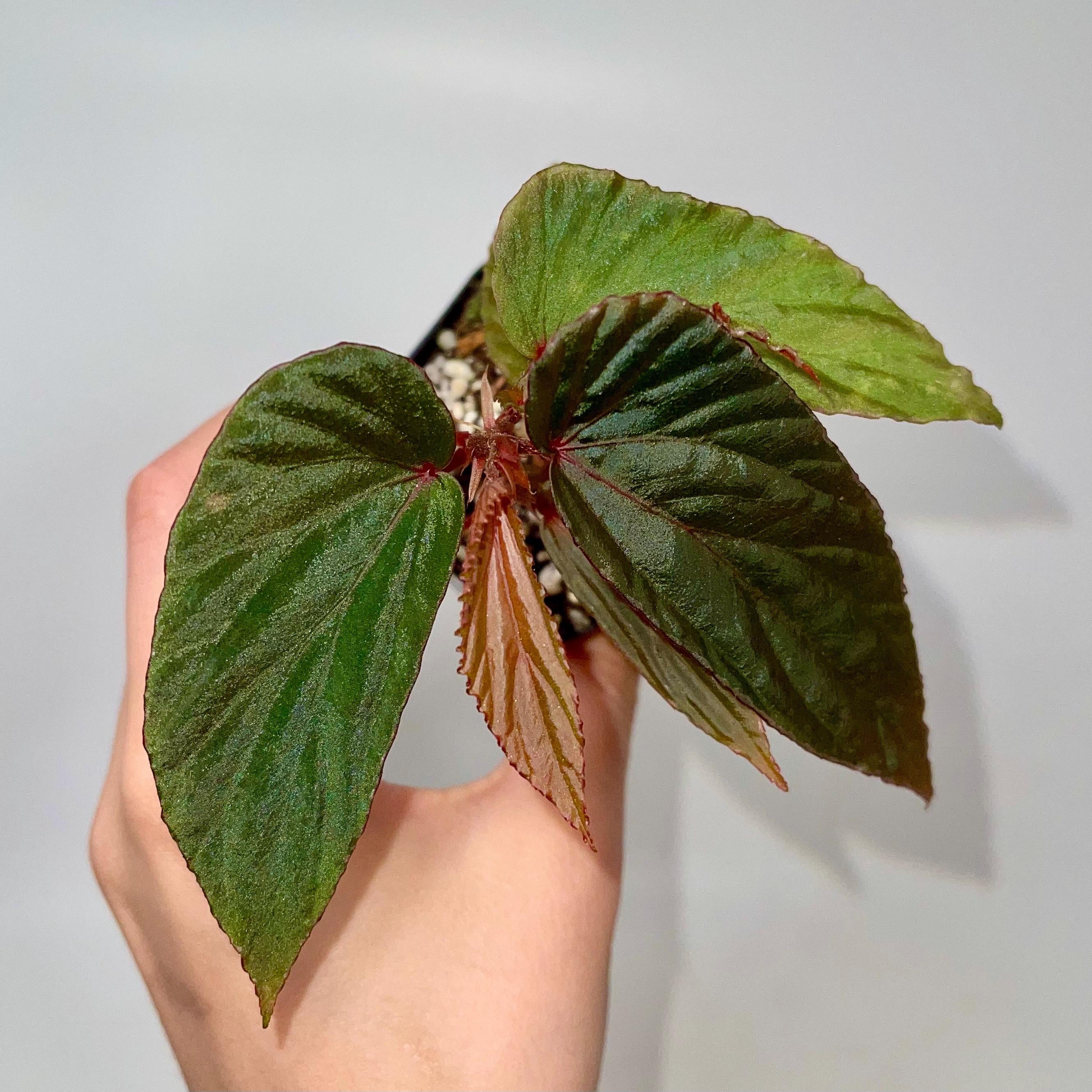 Begonia Botanicaz 120 V.2