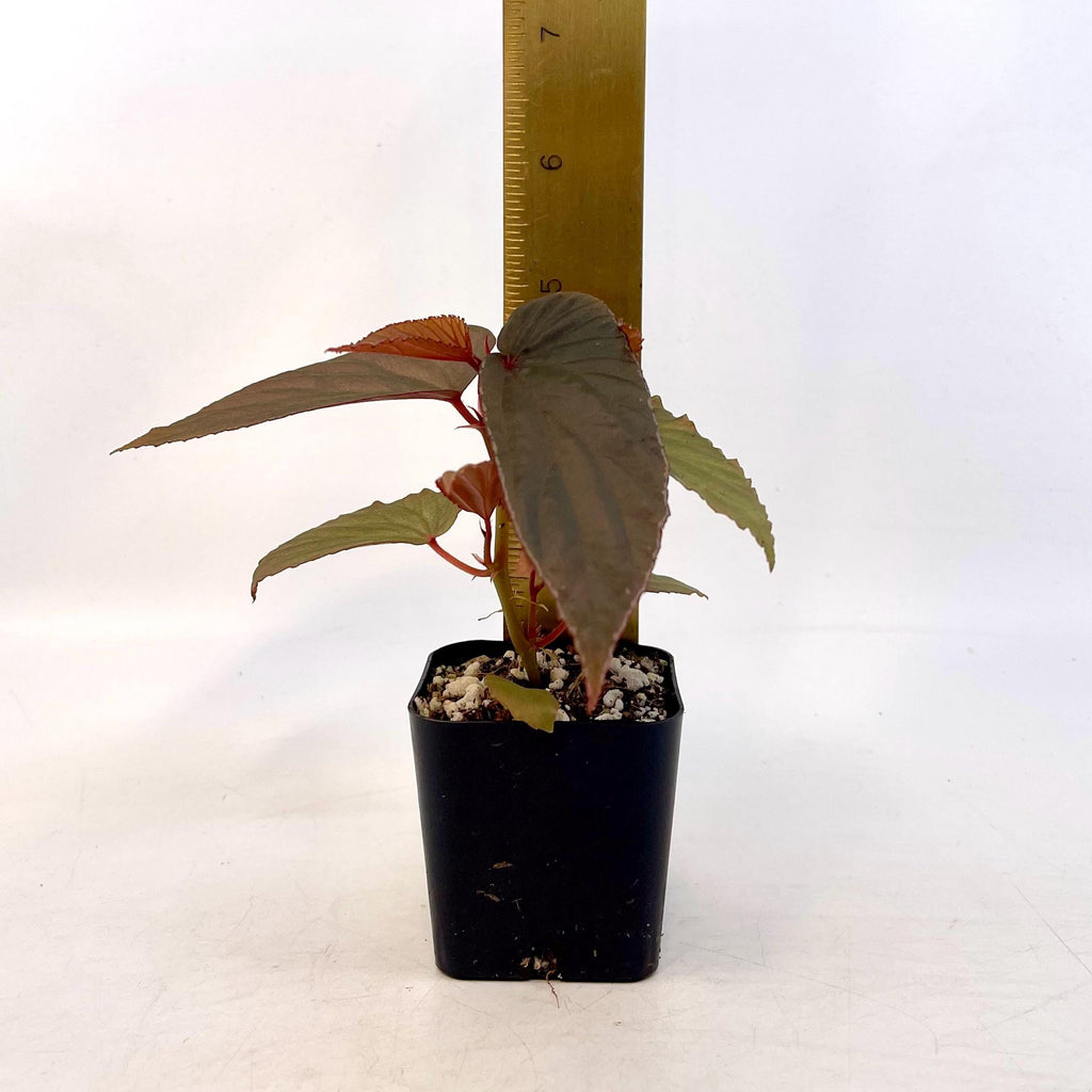 Begonia Botanicaz 120 V.2