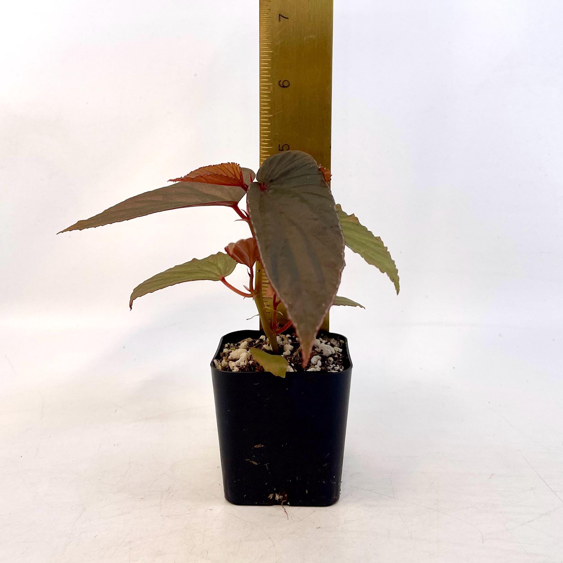 Begonia Botanicaz 120 V.2