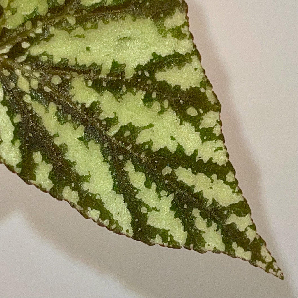 TOP CUTTING Begonina Botanicaz 79 V.4