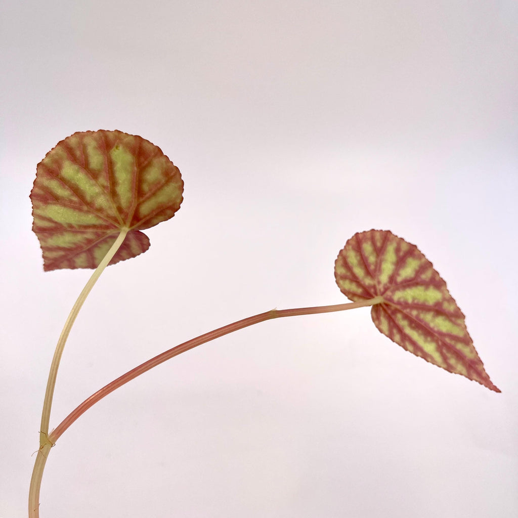 TOP CUTTING Begonina Botanicaz 79 V.4
