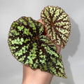 TOP CUTTING Begonina Botanicaz 92 (Can acclimate to house conditions)