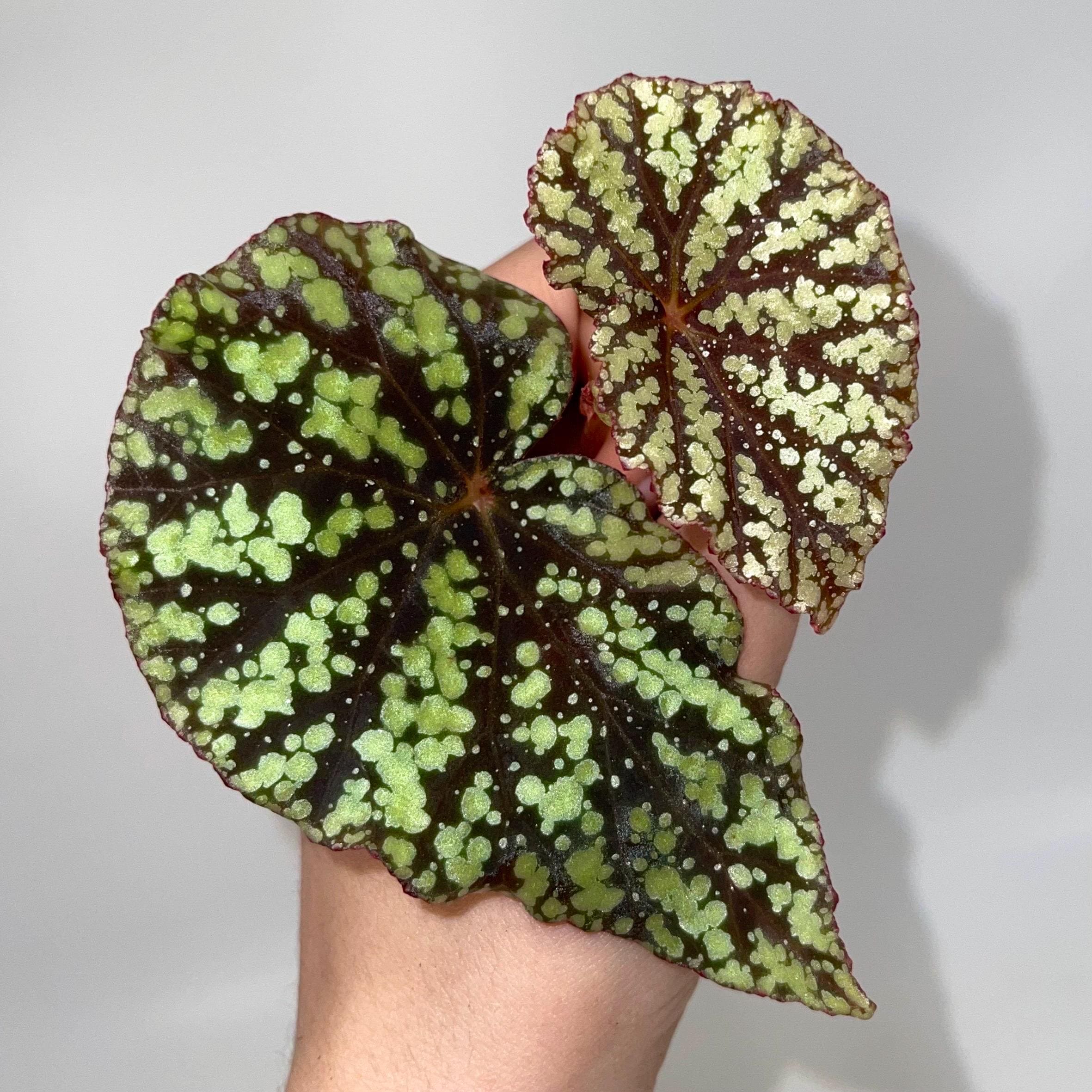 TOP CUTTING Begonina Botanicaz 92 (Can acclimate to house conditions)