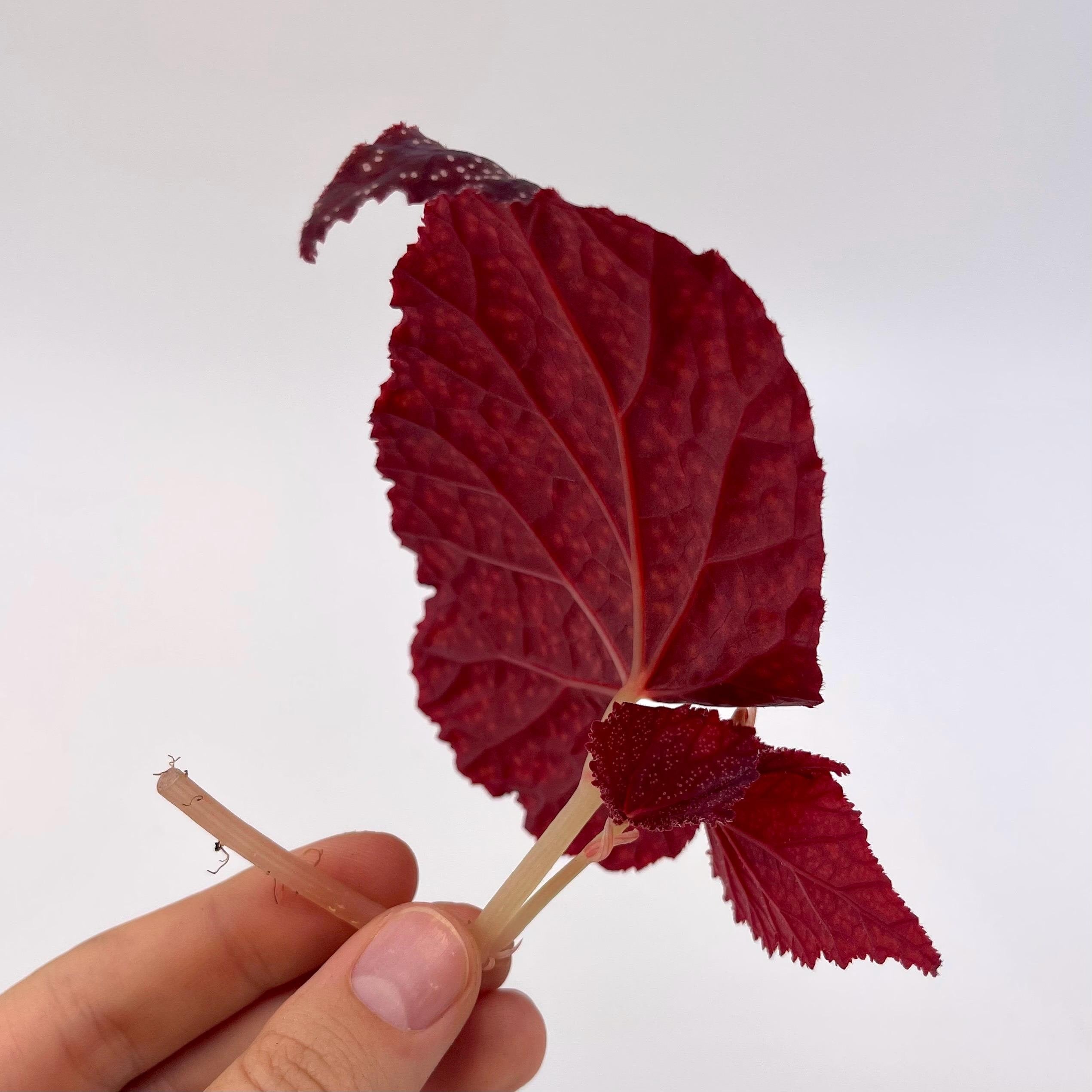 TOP CUTTING Begonina Botanicaz 45 V.1 (Can acclimate to house conditions)