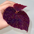 TOP CUTTING Begonina Botanicaz 45 V.1 (Can acclimate to house conditions)