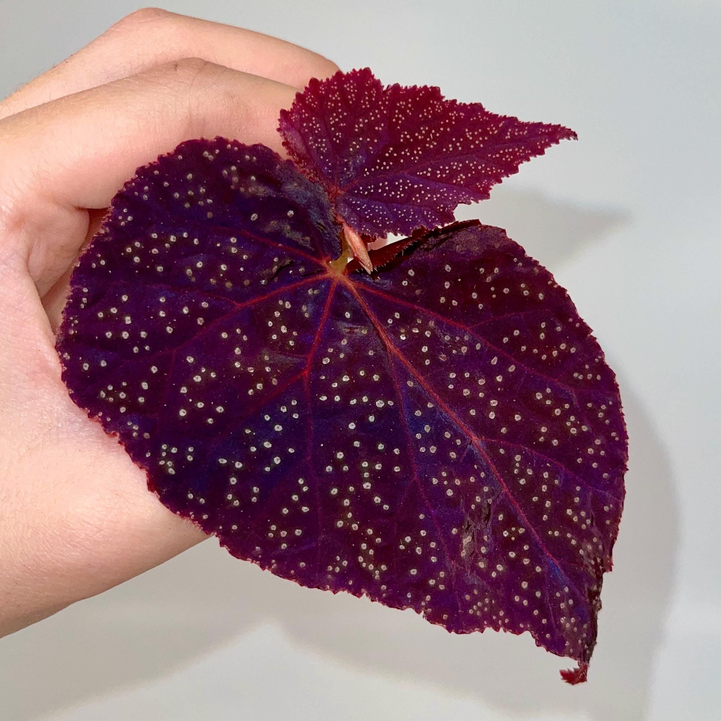 TOP CUTTING Begonina Botanicaz 45 V.1 (Can acclimate to house conditions)