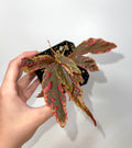 READY SOON Variegated Begonia so. Hairy Spots