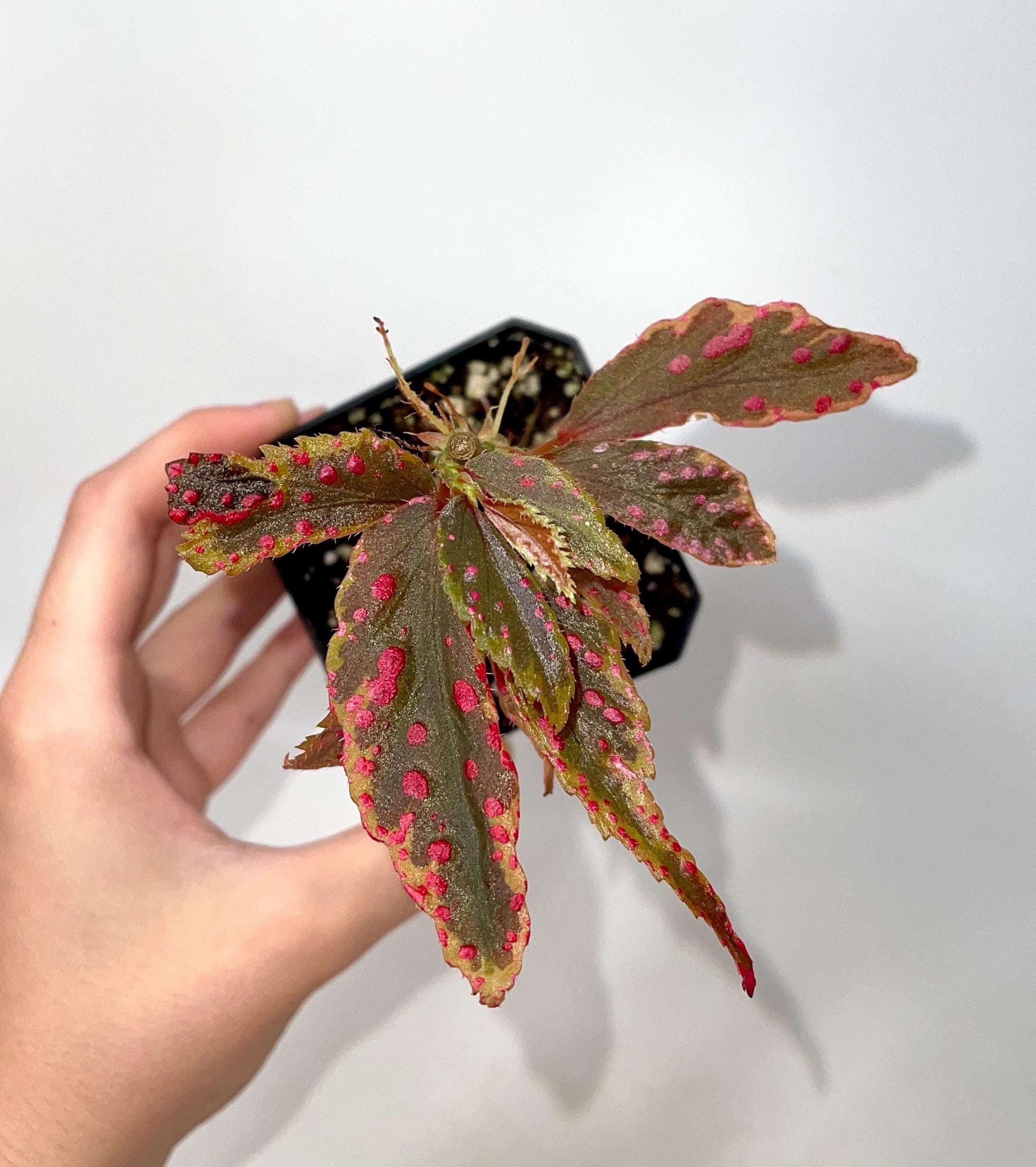 READY SOON Variegated Begonia so. Hairy Spots