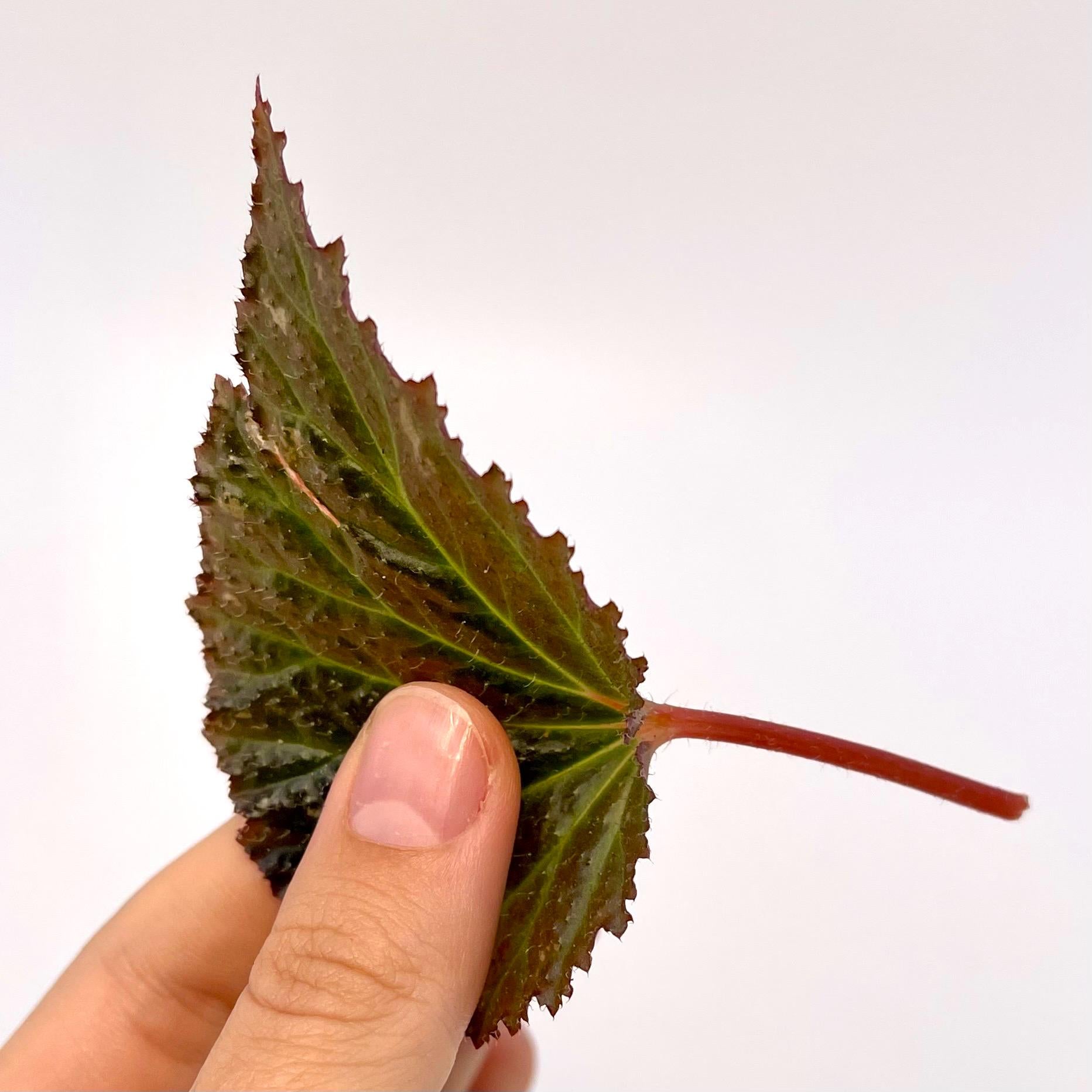 LEAF CUTTING Begonia Botanicaz 63