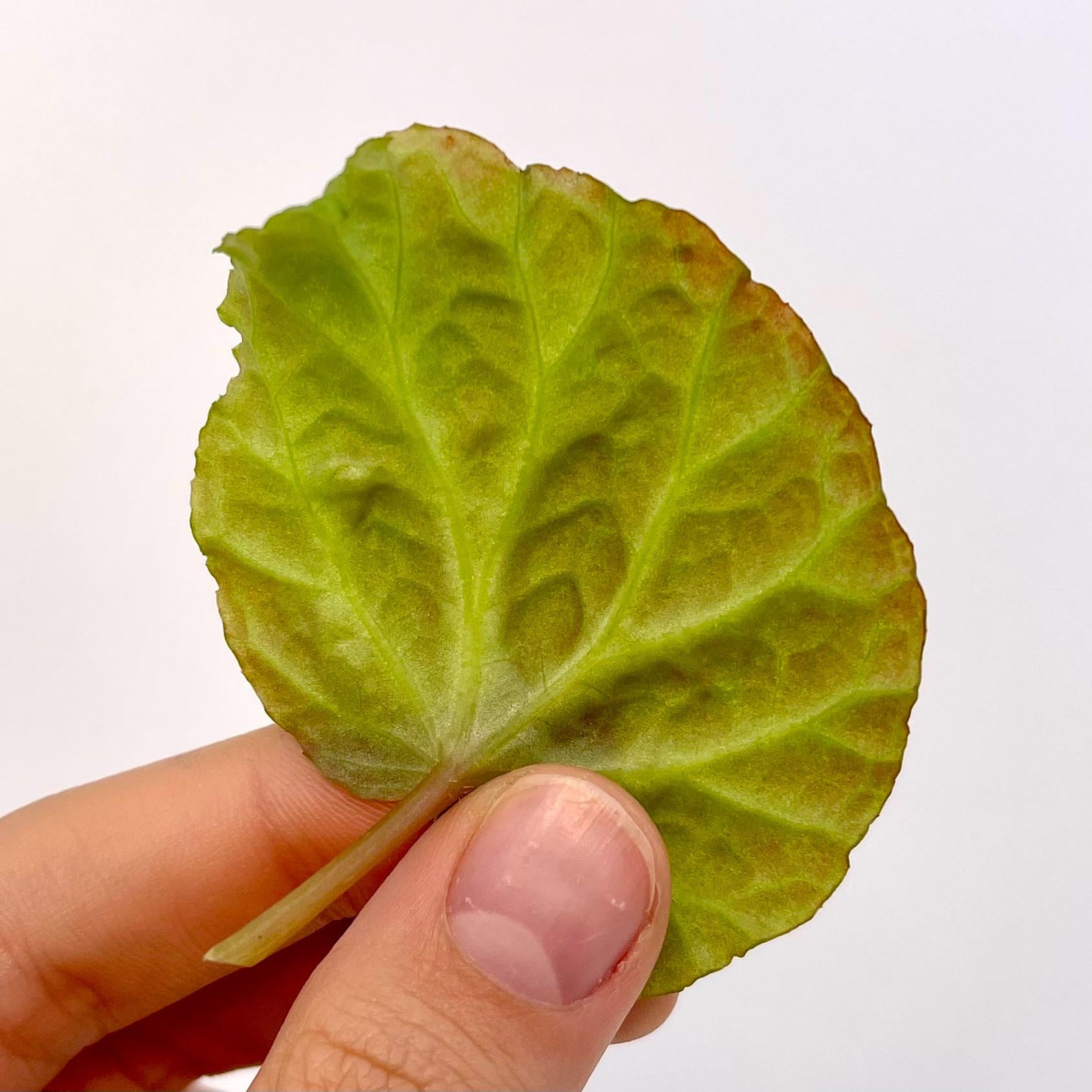 LEAF CUTTING Begonia Botanicaz 98 V.4