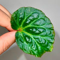 LEAF CUTTING Begonia Botanicaz 98 V.4