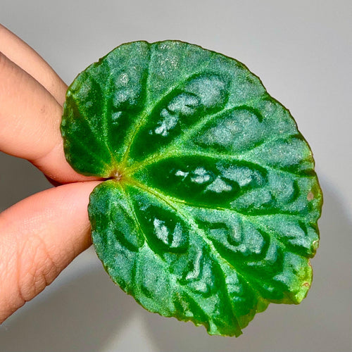 LEAF CUTTING Begonia Botanicaz 98 V.4