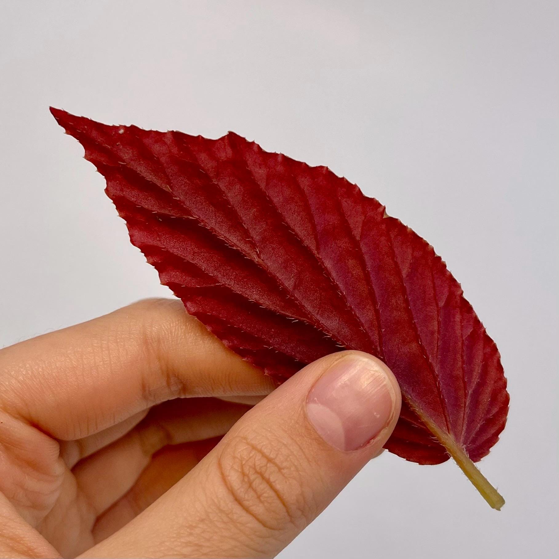 One FREE Per Item Purchased LEAF CUTTING Begonia Botanicaz 77