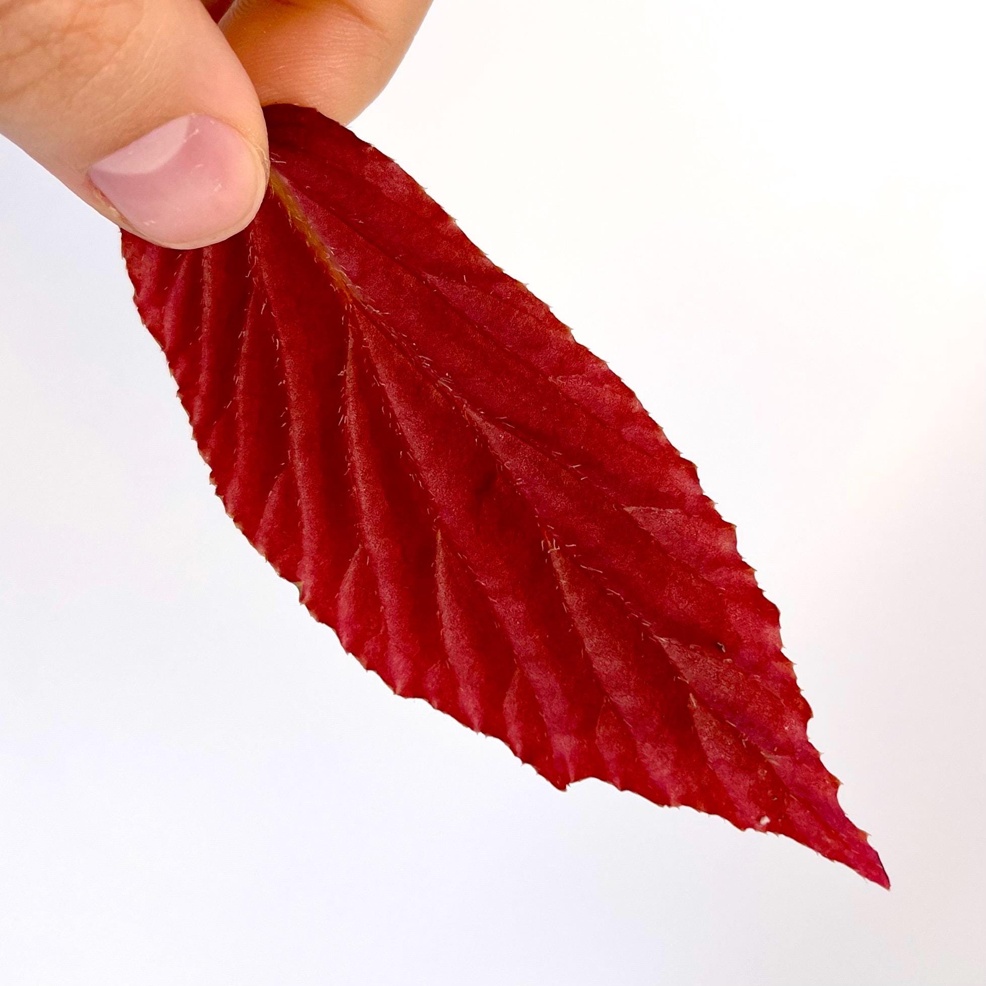 One FREE Per Item Purchased LEAF CUTTING Begonia Botanicaz 77