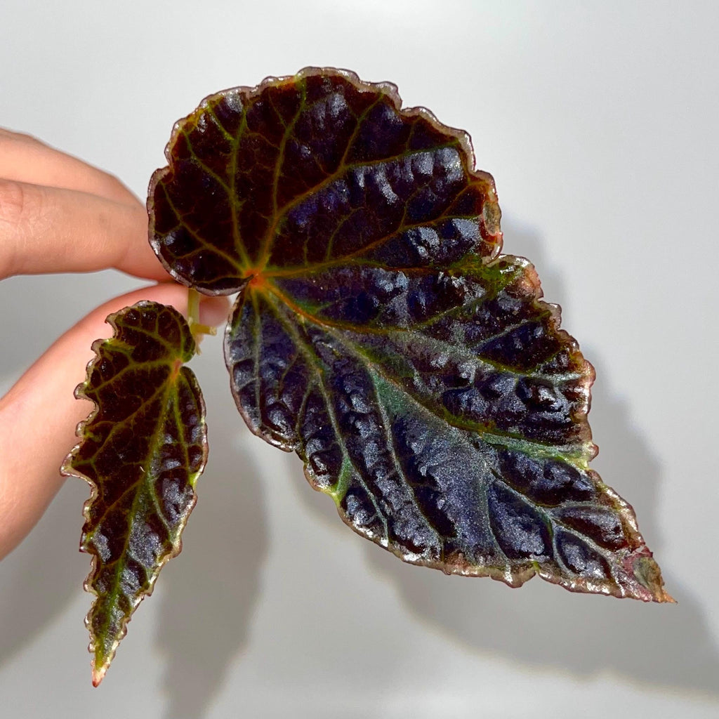 TOP CUTTING Begonia Botanicaz 29