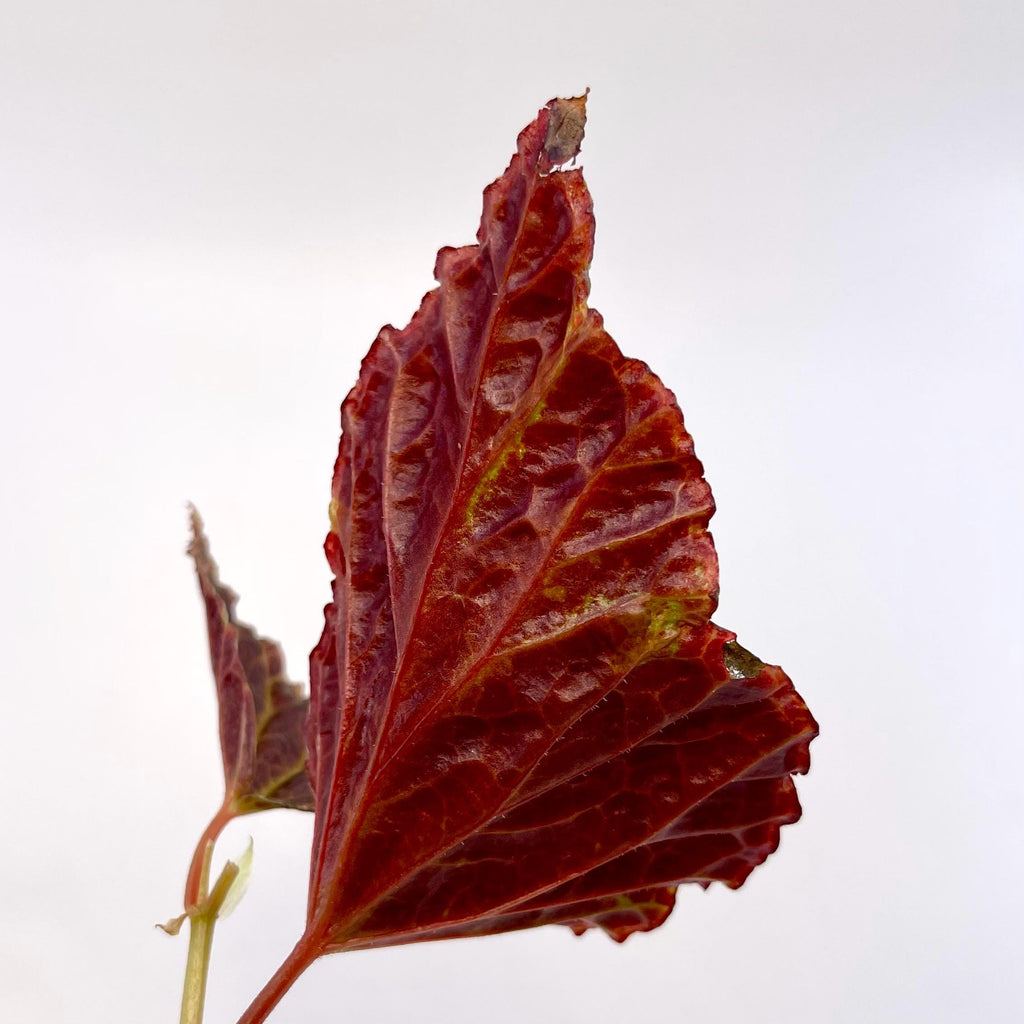 TOP CUTTING Begonia Botanicaz 29