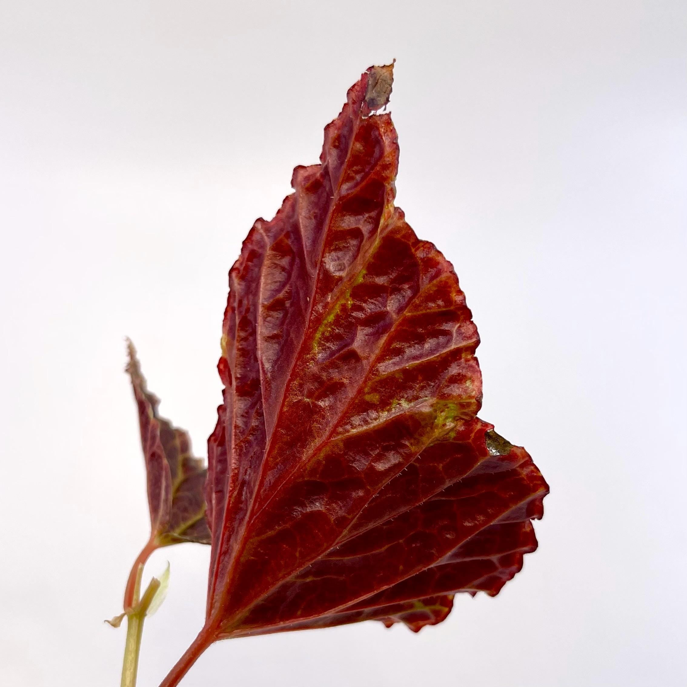 TOP CUTTING Begonia Botanicaz 29