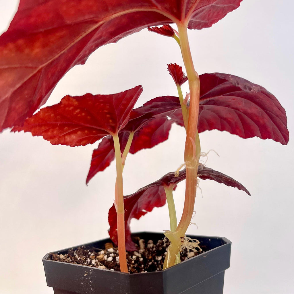 Begonia Botanicaz 79 V.6