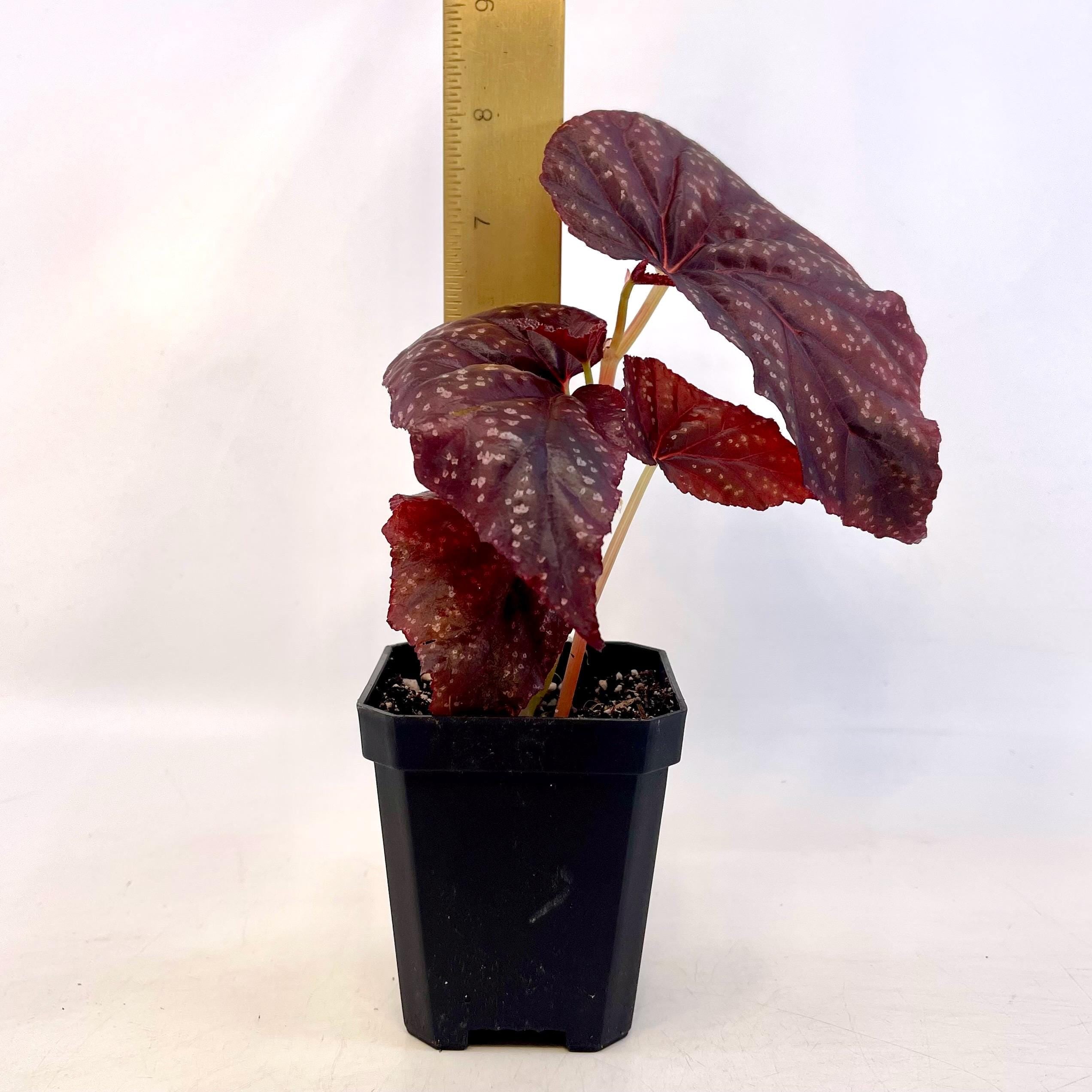 Begonia Botanicaz 79 V.6