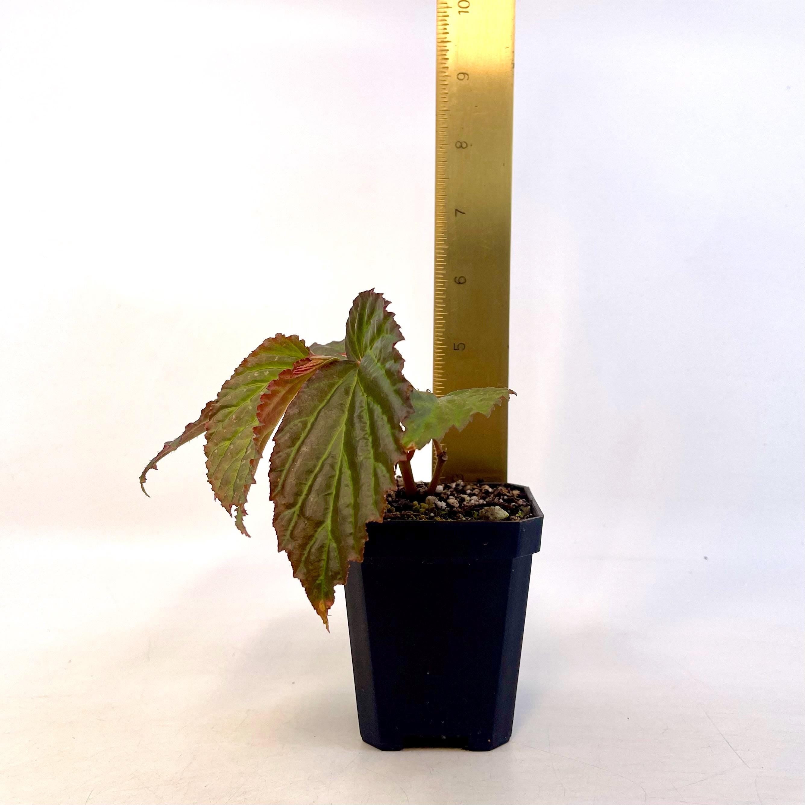 Begonia Botanicaz 287