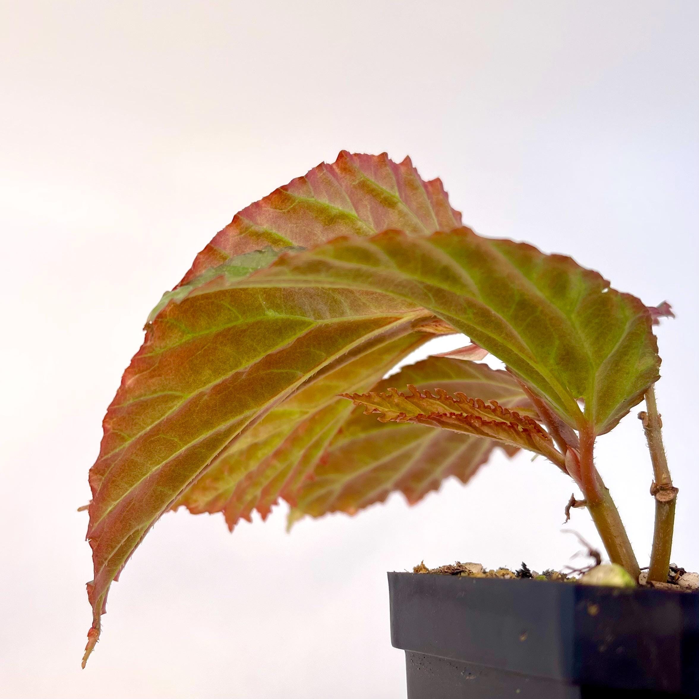 Begonia Botanicaz 287