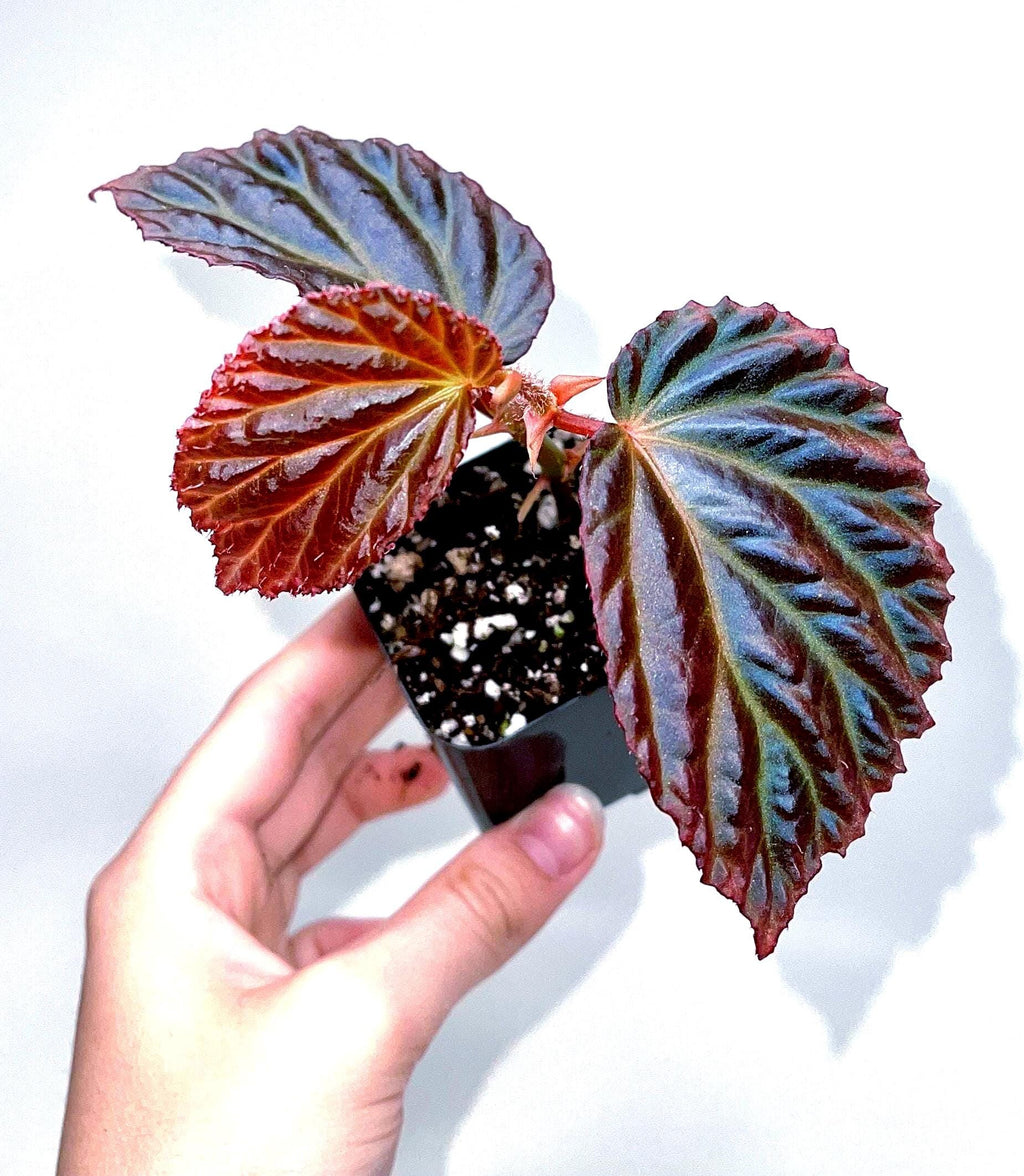 Begonia Botanicaz 87 V.1 (small)