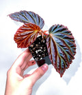 Begonia Botanicaz 87 V.1 (small)