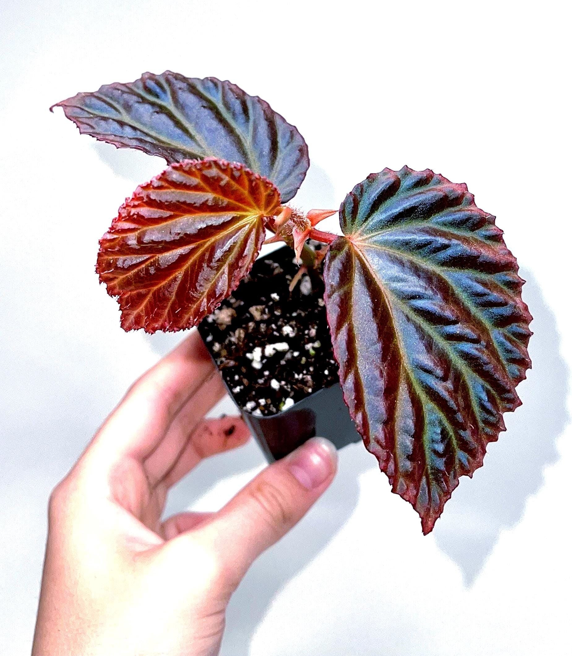 Begonia Botanicaz 87 V.1 (small)