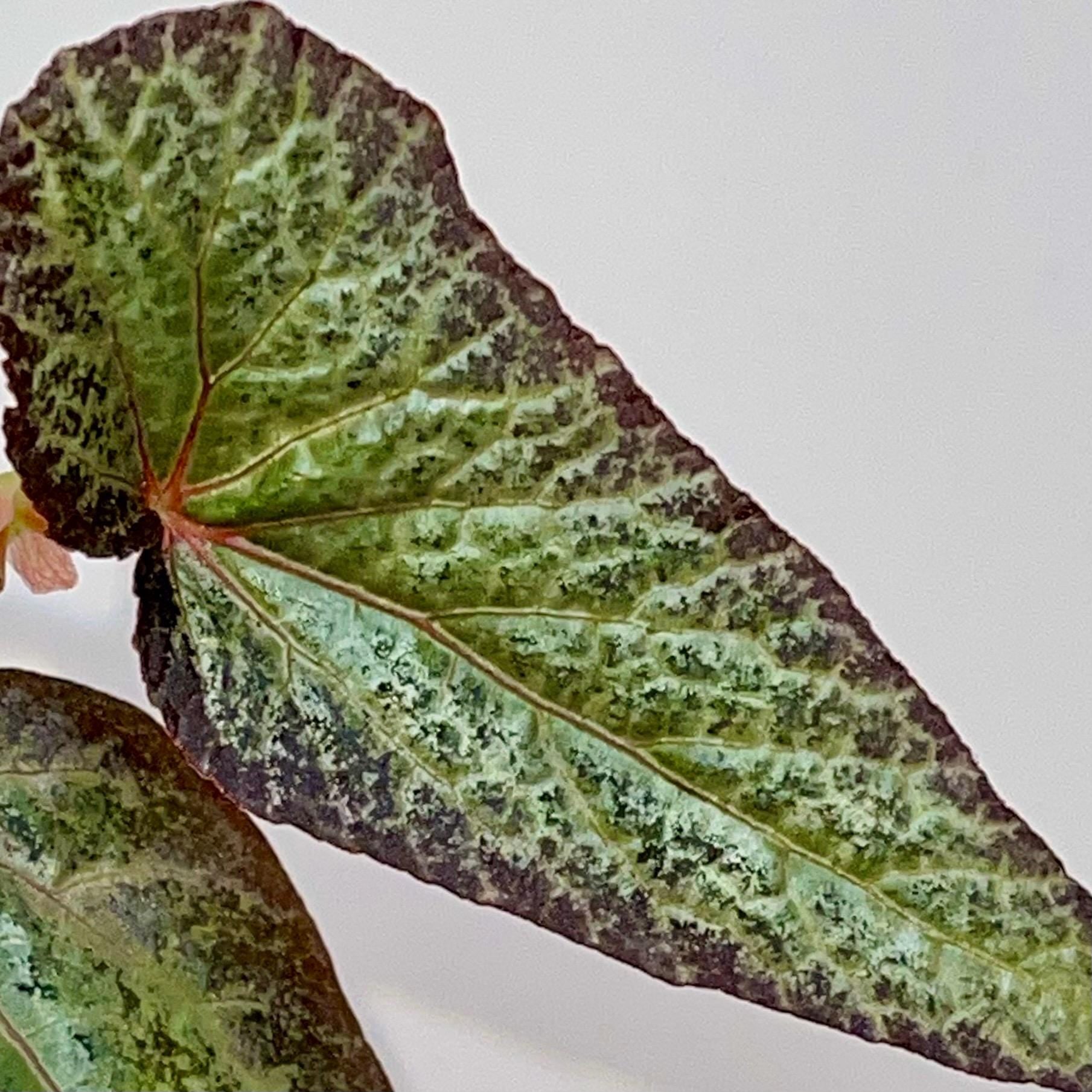 TOP CUTTING Begonia Botanicaz 183 (Can acclimate to house conditions)