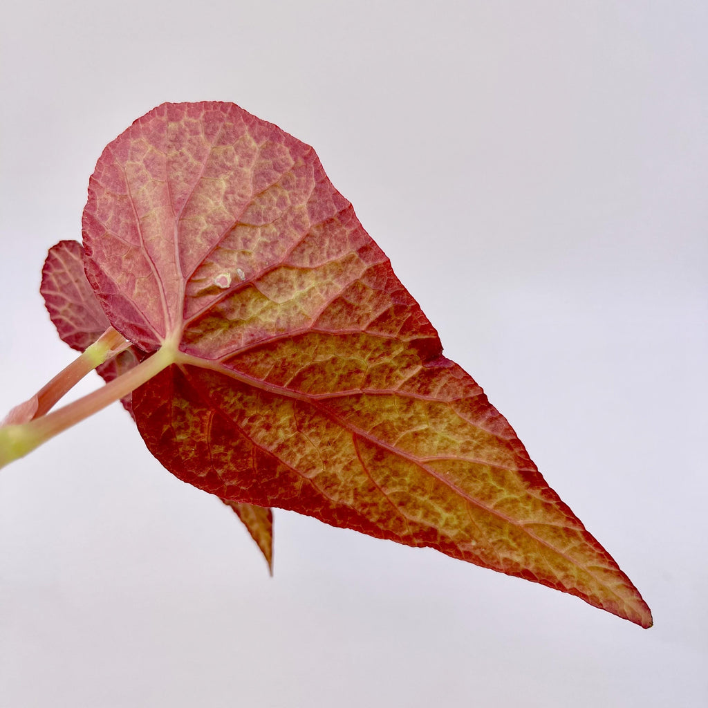 TOP CUTTING Begonia Botanicaz 183 (Can acclimate to house conditions)