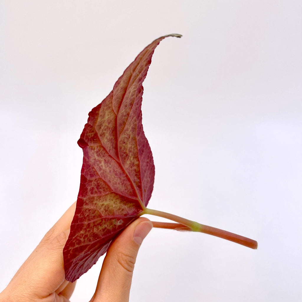TOP CUTTING Begonia Botanicaz 183 (Can acclimate to house conditions)