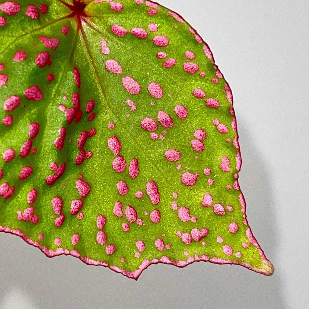 LEAF CUTTING Begonia roseopunctata Type one