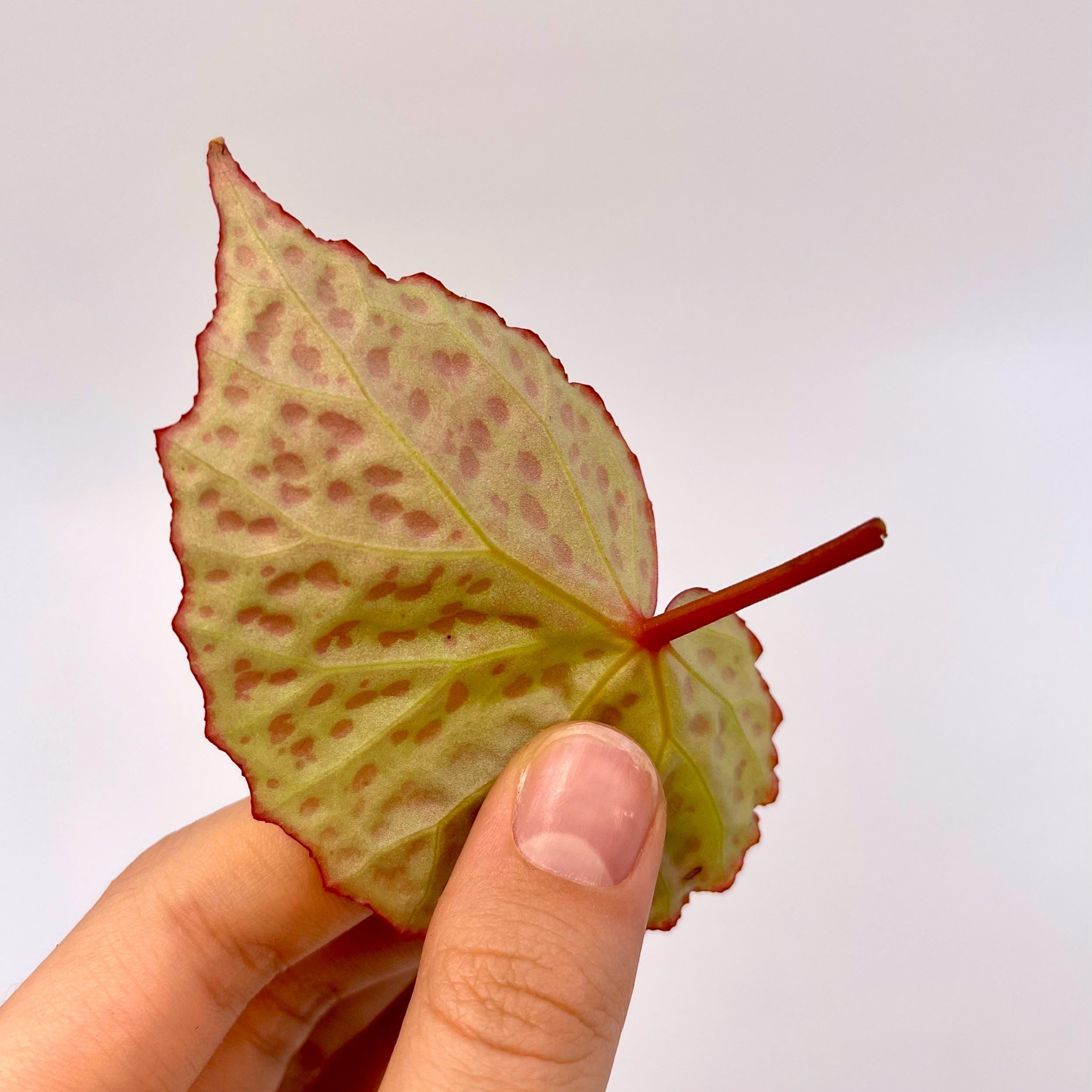 LEAF CUTTING Begonia roseopunctata Type one