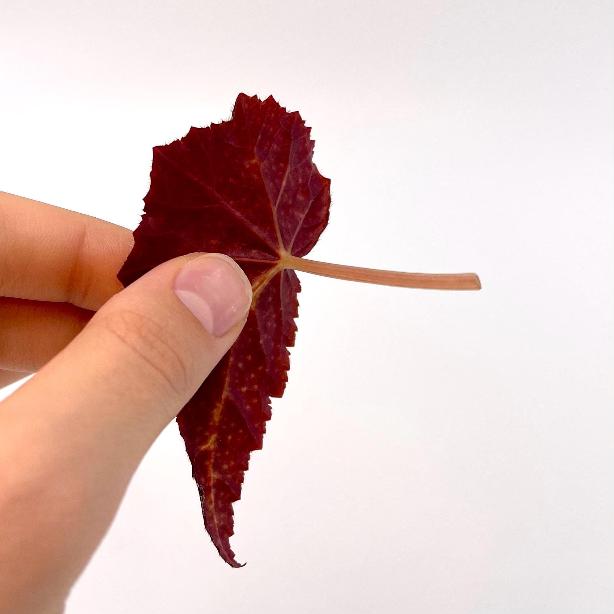 LEAF CUTTING Begonia Botanicaz 22 (Can acclimate to house conditions)