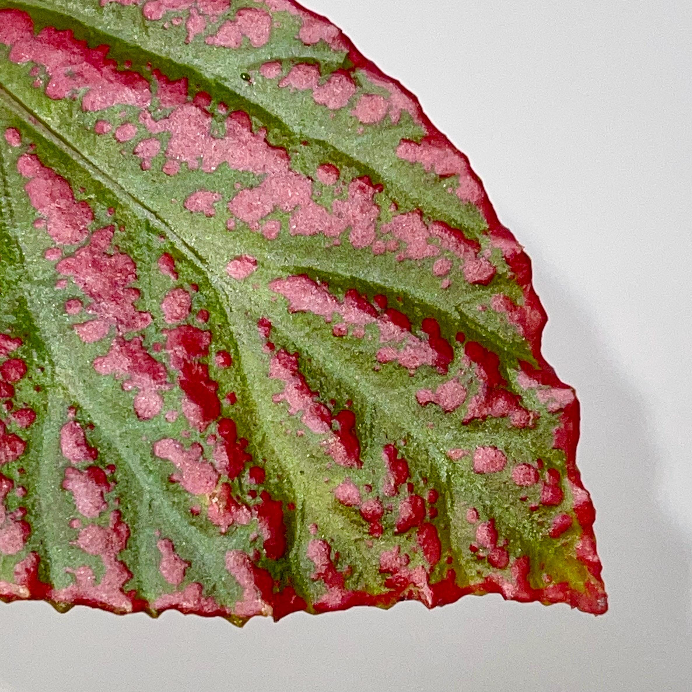 LEAF CUTTING Begonia Botanicaz 65