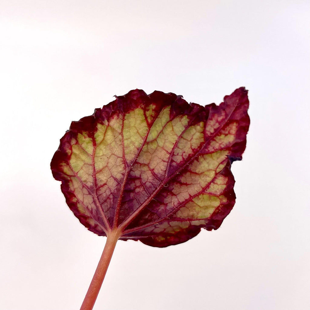 LEAF CUTTING Begonia NOID (Can acclimate to house conditions)