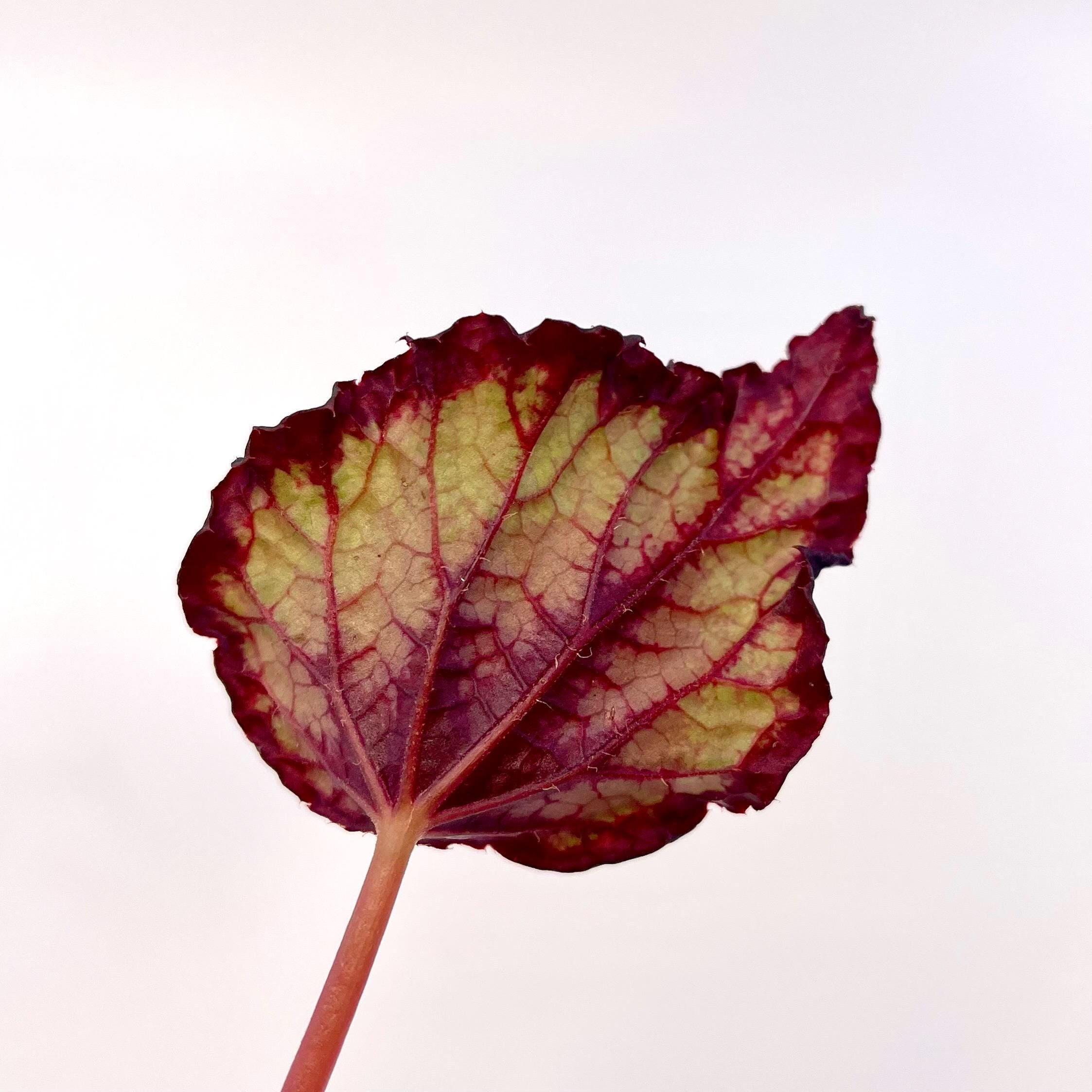 LEAF CUTTING Begonia NOID (Can acclimate to house conditions)