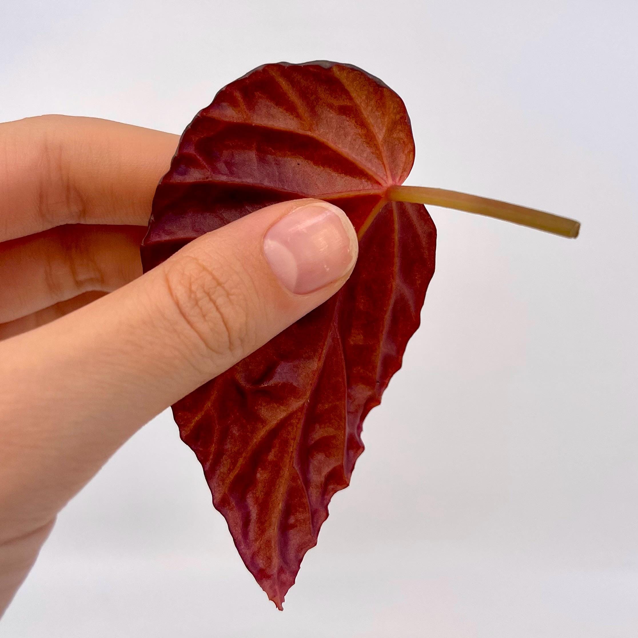 One FREE Per Item Purchased LEAF CUTTING Begonia Botanicaz 115