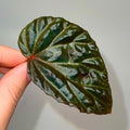 One FREE Per Item Purchased LEAF CUTTING Begonia Botanicaz 115