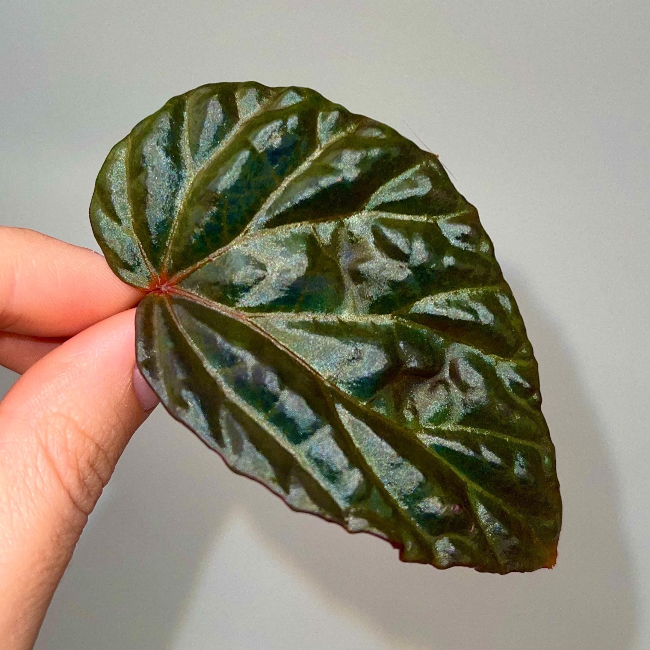 One FREE Per Item Purchased LEAF CUTTING Begonia Botanicaz 115