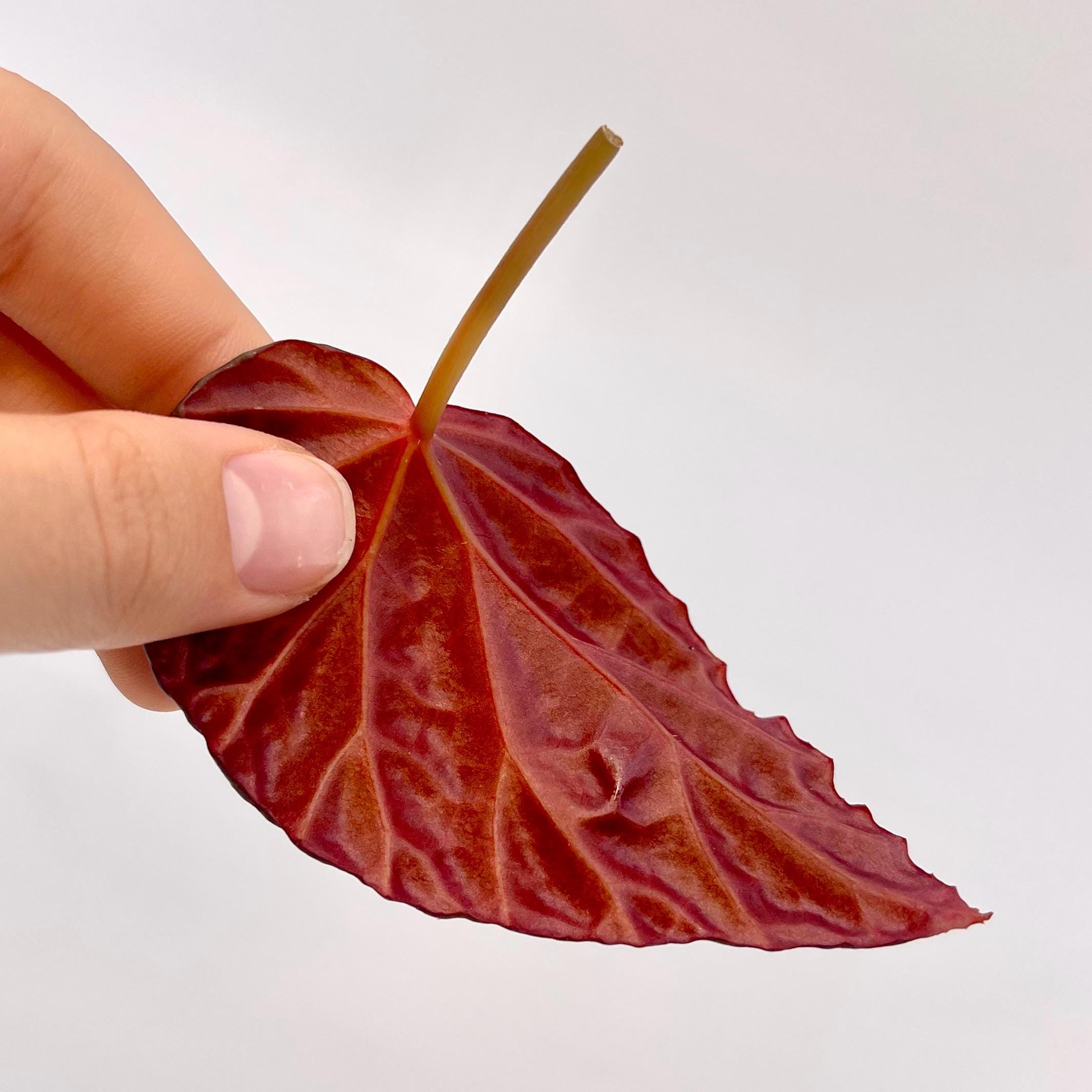 One FREE Per Item Purchased LEAF CUTTING Begonia Botanicaz 115