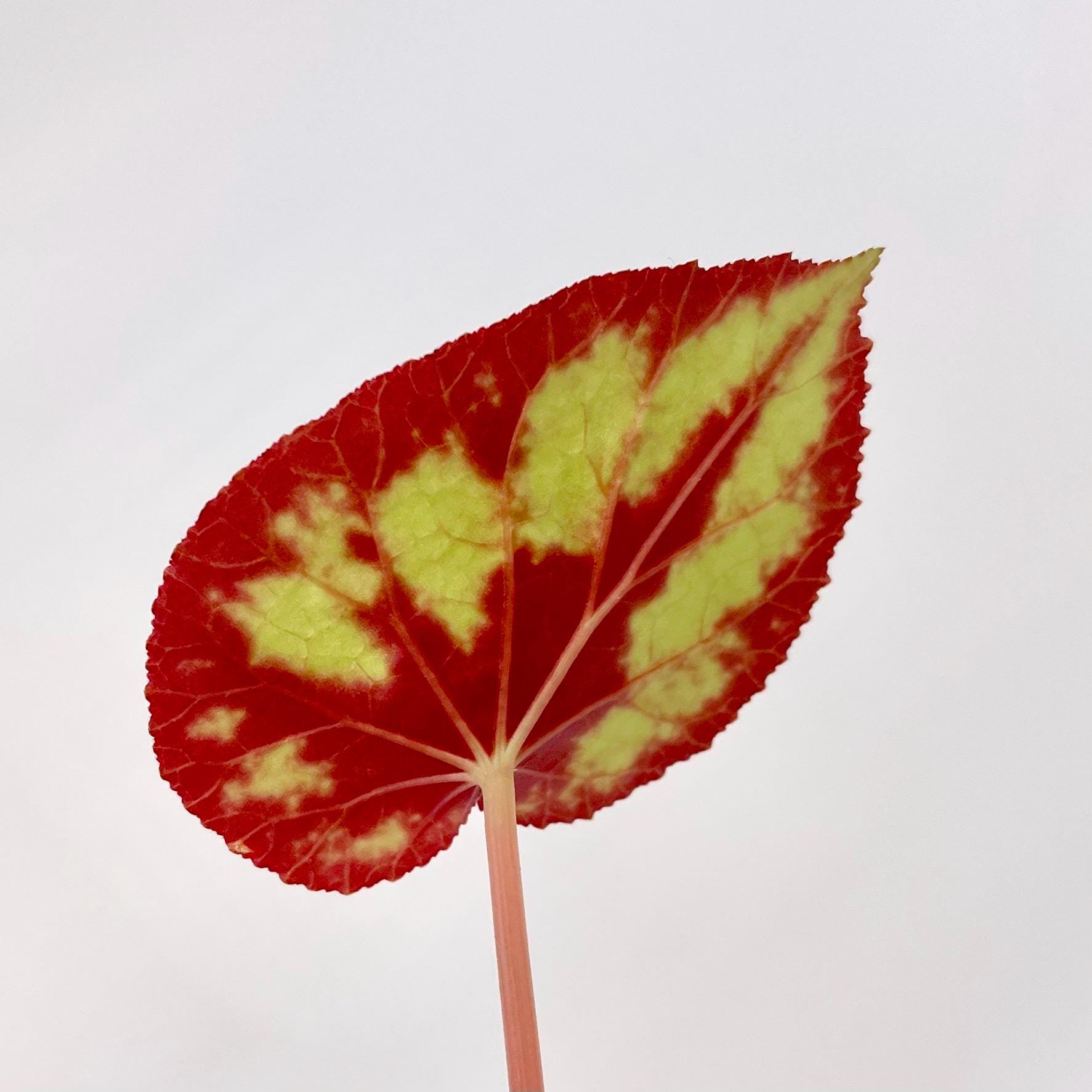 Begonia Botanicaz 105 V.7 (Can acclimate to house conditions)