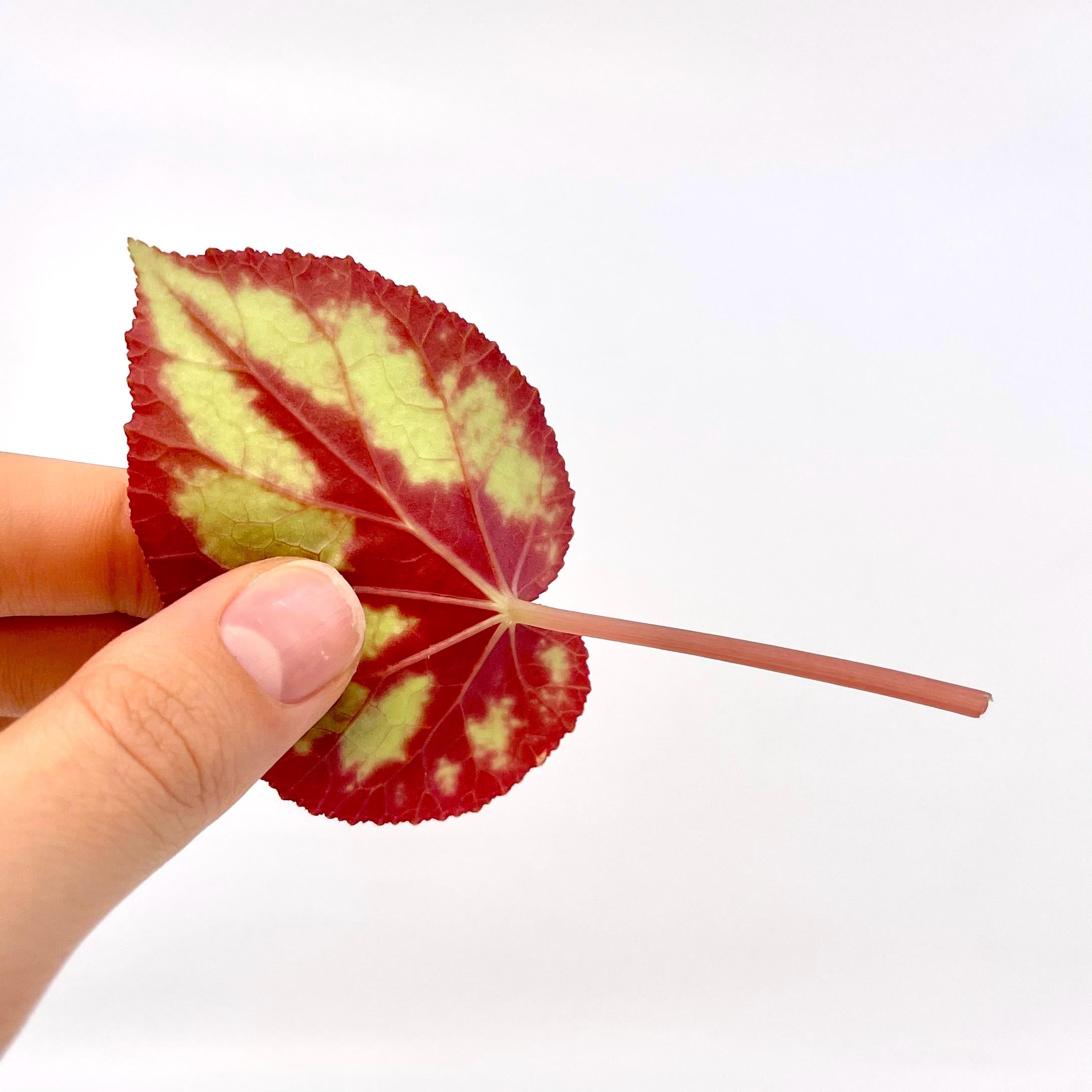 Begonia Botanicaz 105 V.7 (Can acclimate to house conditions)