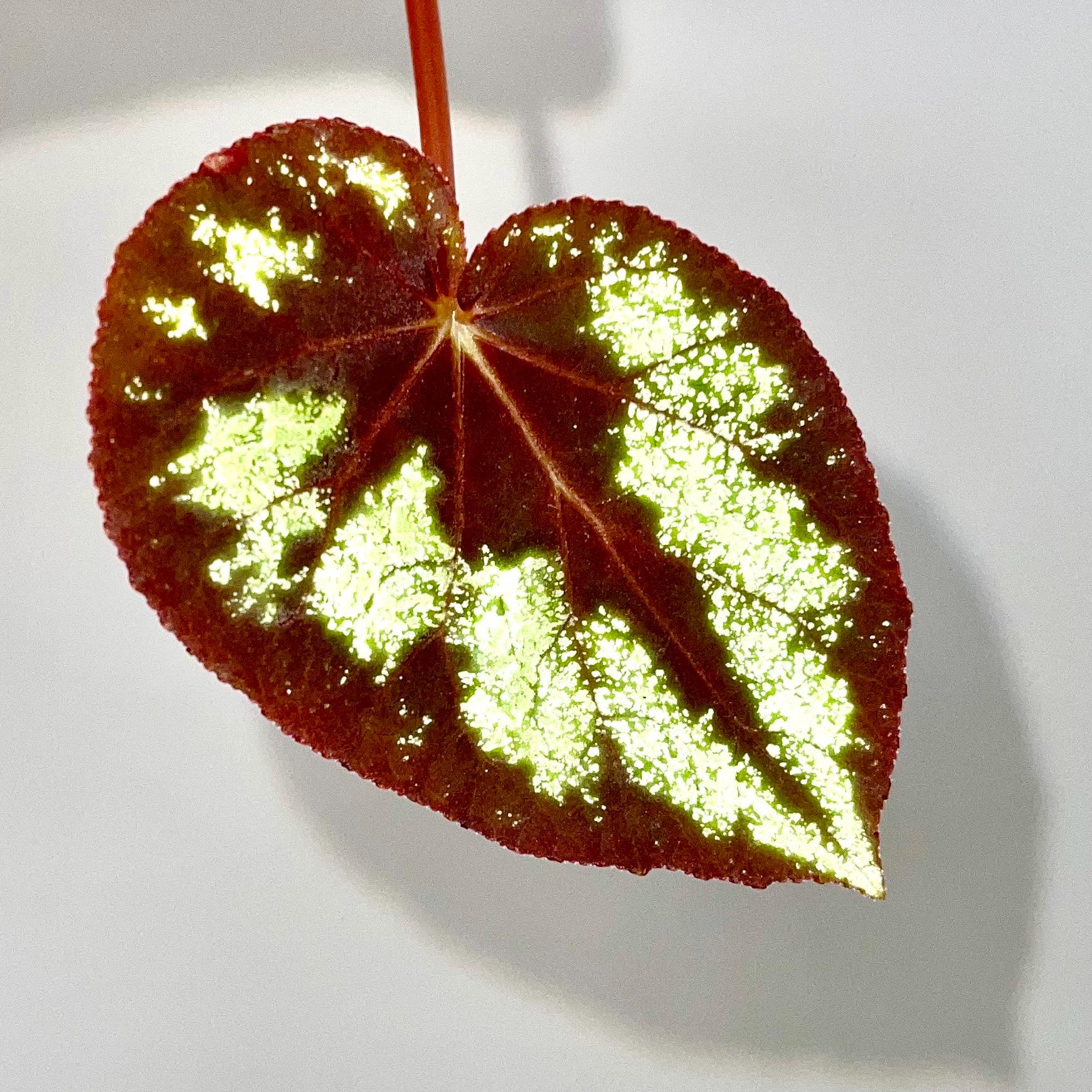 Begonia Botanicaz 105 V.7 (Can acclimate to house conditions)