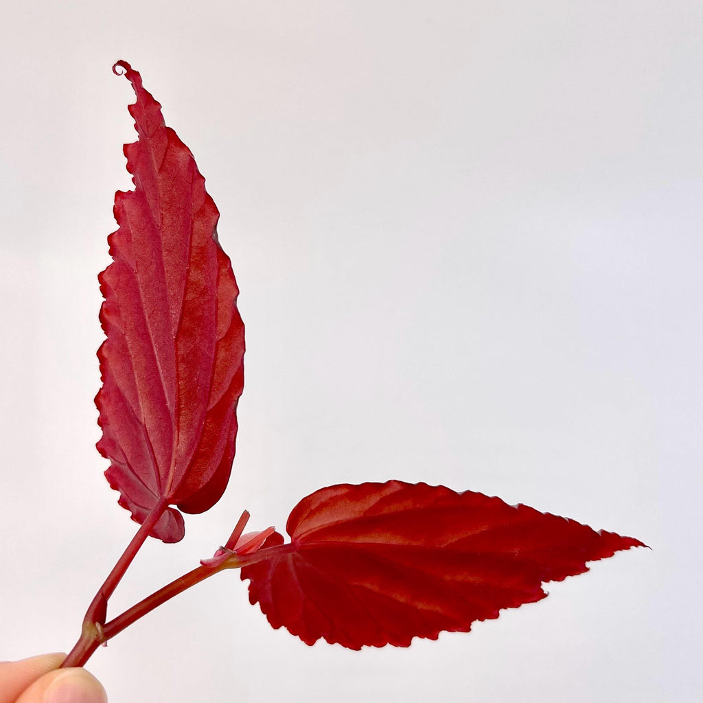 TOP CUTTING Begonia Botanicaz 76 V.1