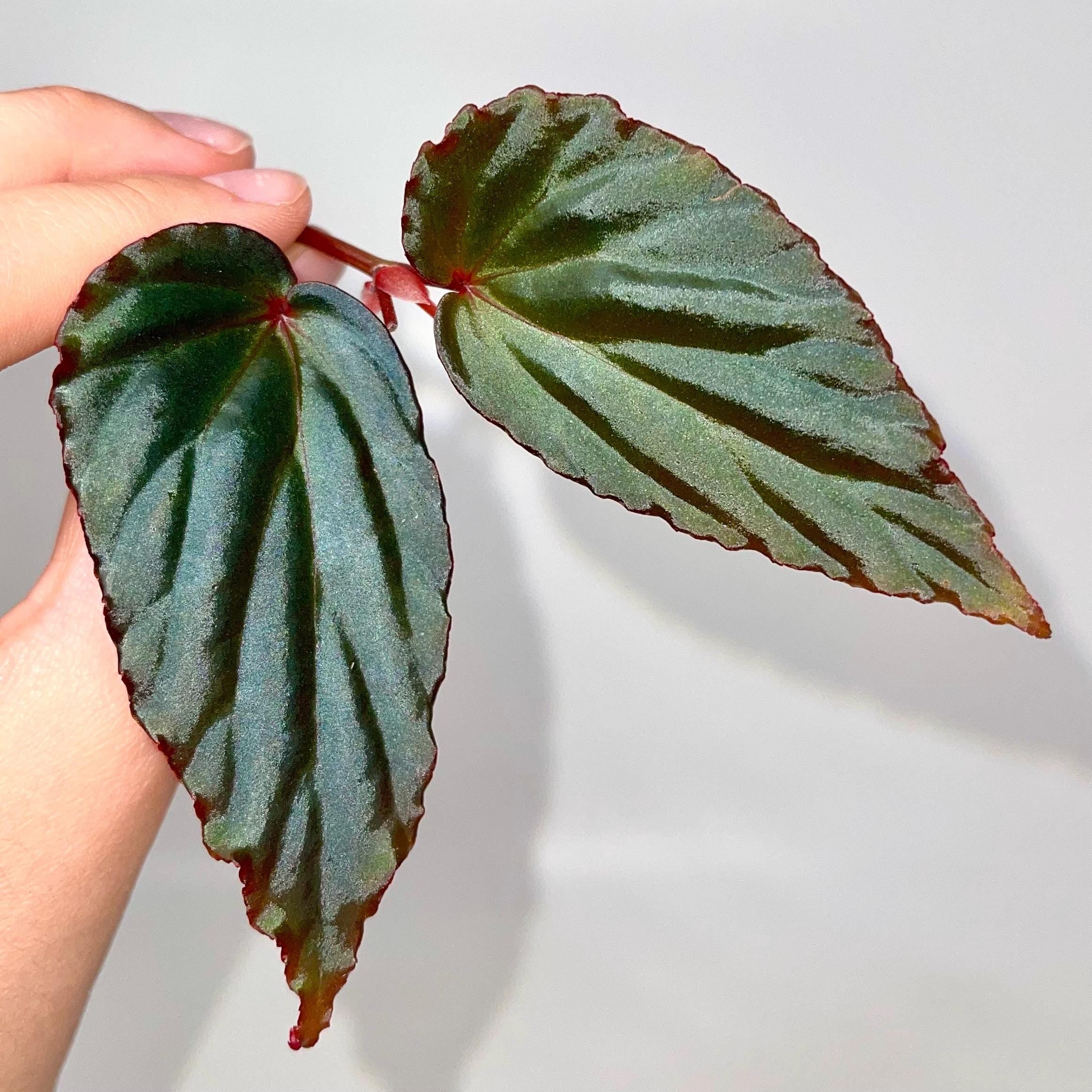 TOP CUTTING Begonia Botanicaz 76 V.1