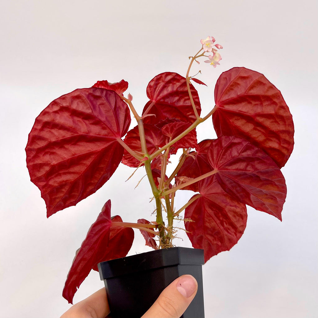 Begonia Botanicaz 115 V.8