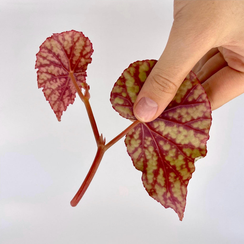 TOP CUTTING Begonina Botanicaz 92 (Can acclimate to house conditions)