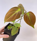Philodendron camposportoanum (Can acclimate to house conditions)